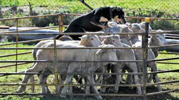 ON WITH THE JOB: Boyd backing the sheep to encourage them into the race - just one of many scenes of the Yard Dog Trials at the Parkes Showground.