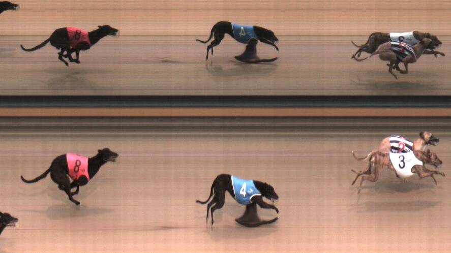 THE DIFFERENCE: Bogan Villa (3) ousts Vansittart by the narrowest of margins. Photo: THEDOGS.COM.AU