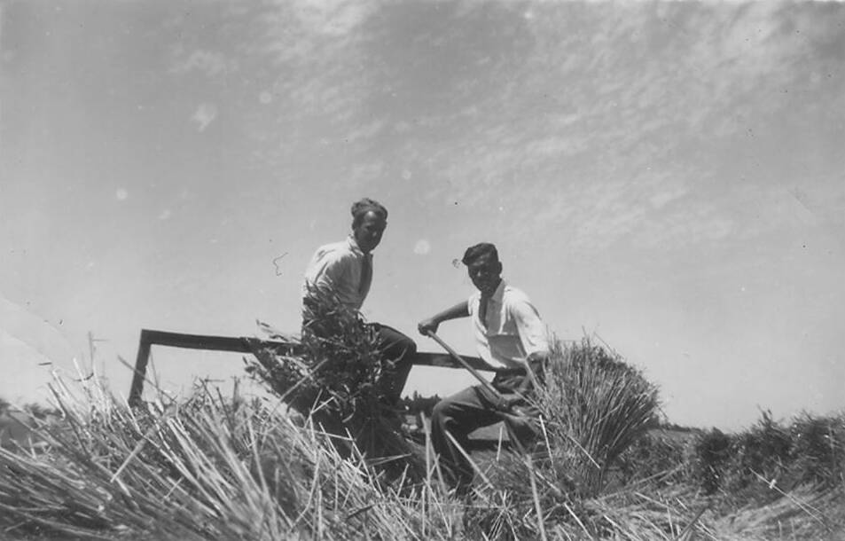 FARM WORK: Ivan Schillich and his Aussie friend Johnny (a RAAF pilot) pitching hay on a local farm mid-summer 1950. Photo: Millie Schillick