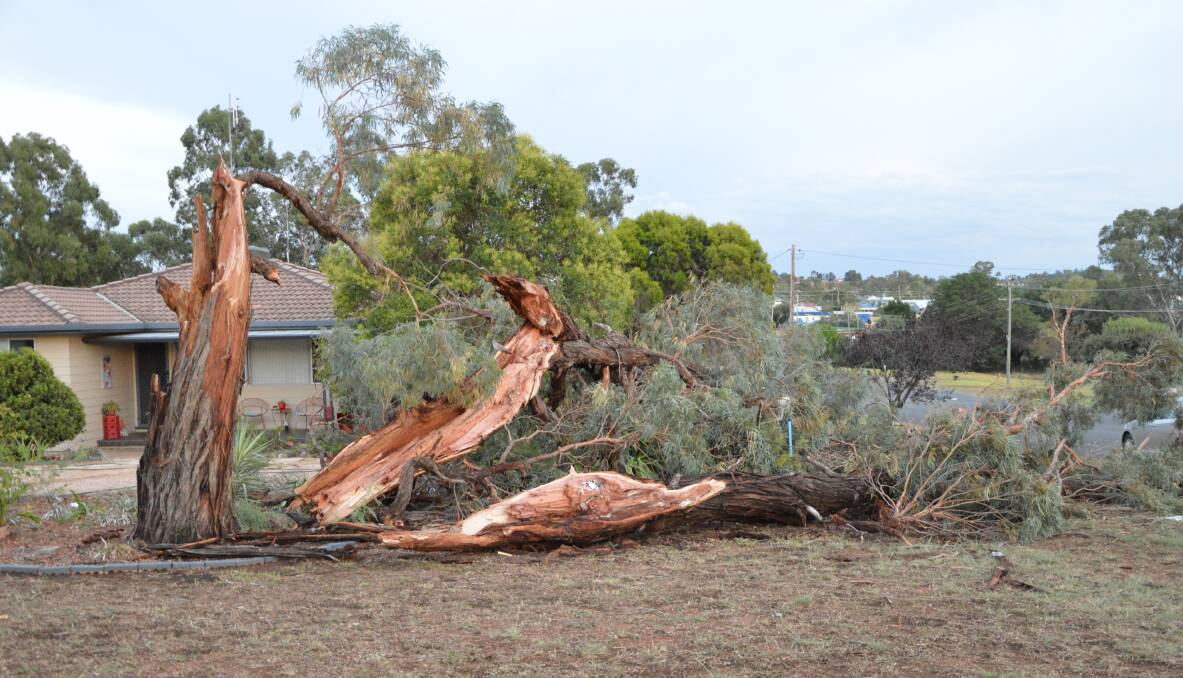 WILD NIGHT: Tuesday night's wild storm that hit just before midnight uprooted or snapped in half many large trees in the Parkes township. This was the scene on the corner of Woodward Street and East Street Wednesday morning. Photo: Christine Little