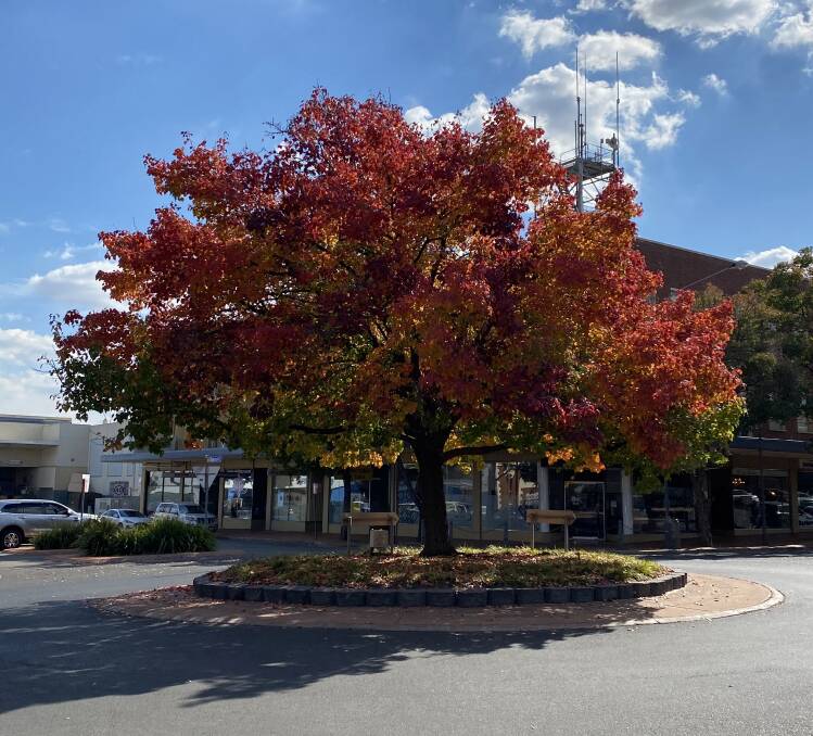 THE COLOURS OF AUTUMN: Parkes' deciduous trees have been putting on a show this autumn with a beautiful mix of colours in their leaves. This photo was taken in Clarinda Street. Photo: Kathy Catto