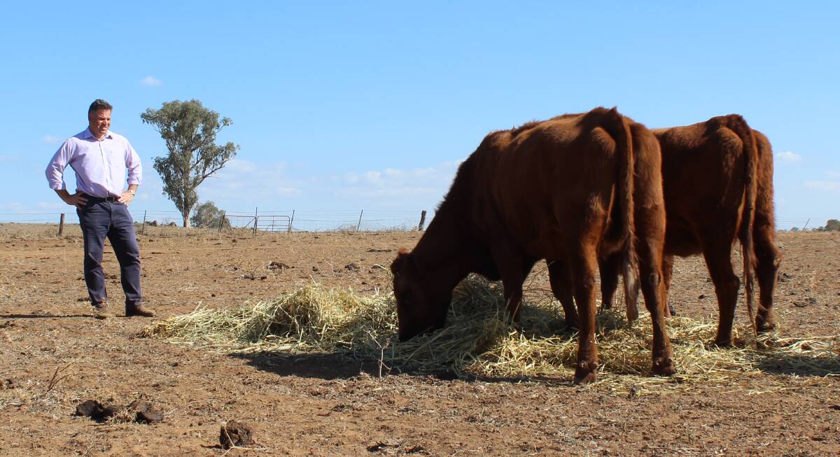 ON ALERT: Farmers have copped in succession the impacts of drought, floods, rodent infestation, Covid supply challenges, and now face the likelihood of an industry killing disease. While Phil Donato hopes Australia can fend off FMD, he says government must plan for the worst-case scenario. Photo: SUPPLIED