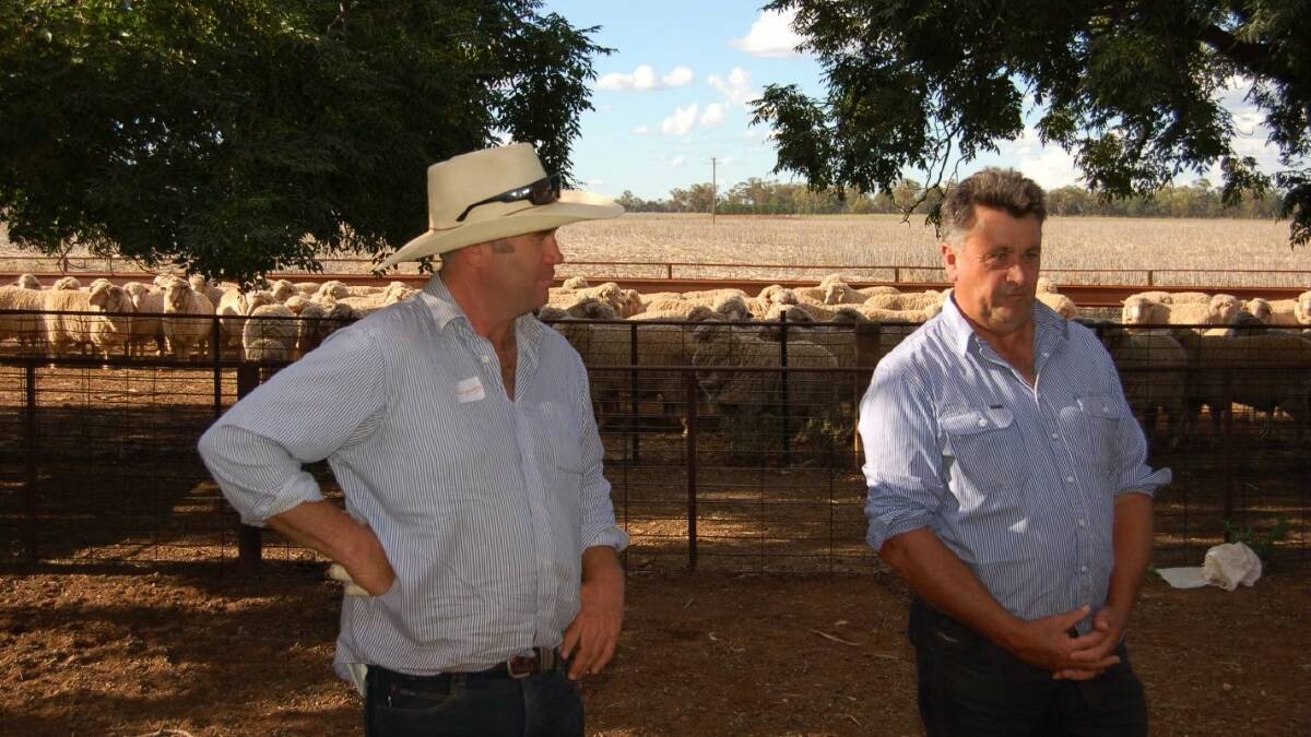 ON THE JOB: Doug Bicket Memorial Maiden Ewe Competition judges Angus Munro and Drew Chapman in the yards on Friday. Photo: Submitted