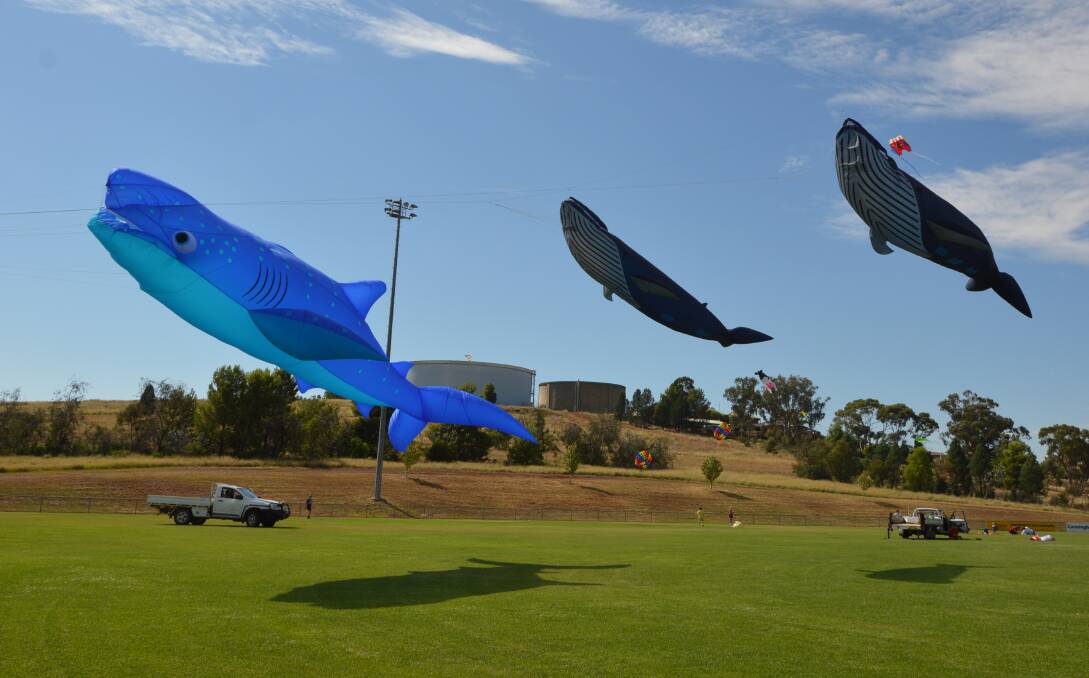 FLYING HIGH: These were just some of the sea creature kites that made an appearance at Northparkes Oval in Parkes last Australia Day. Photo: Jenny Kingham