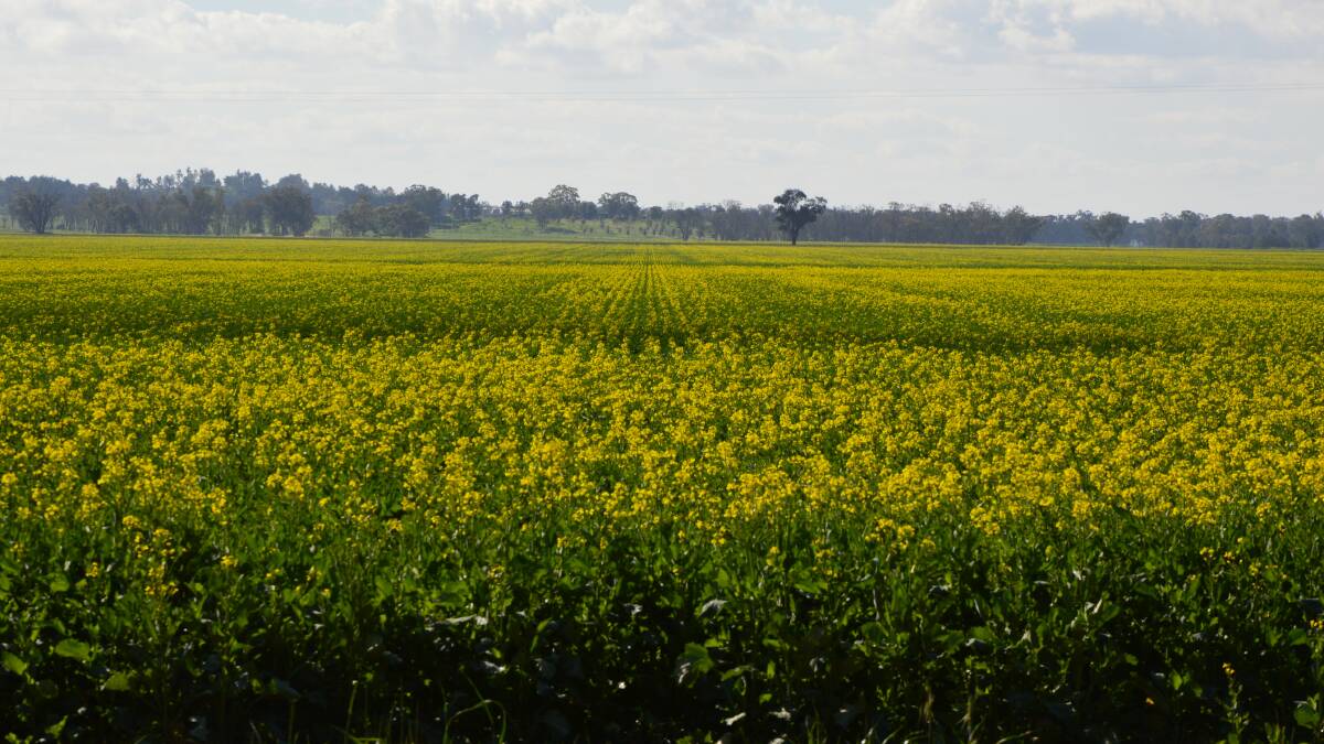 BLOOMING: A sight in Parkes we haven't seen for a couple of years - a blooming canola crop 15 kilometres west of the town earlier this month. Photo: Kristy Williams