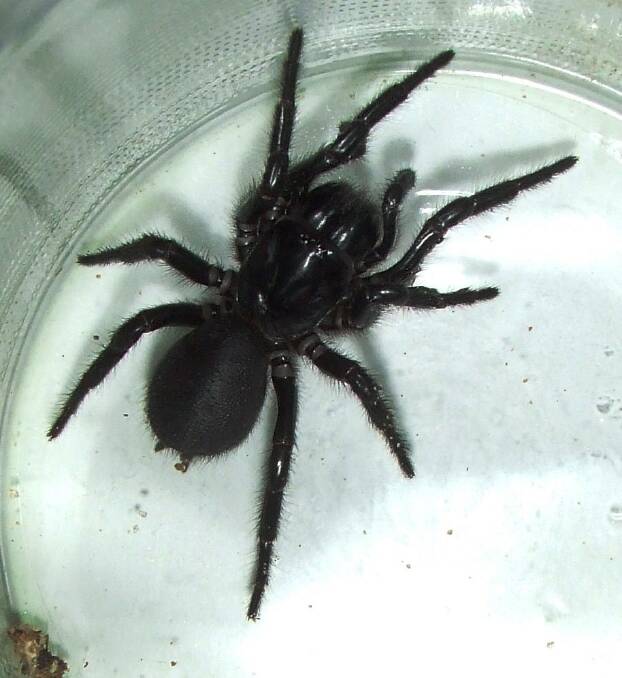 A female Blue Mountains funnel web spider.