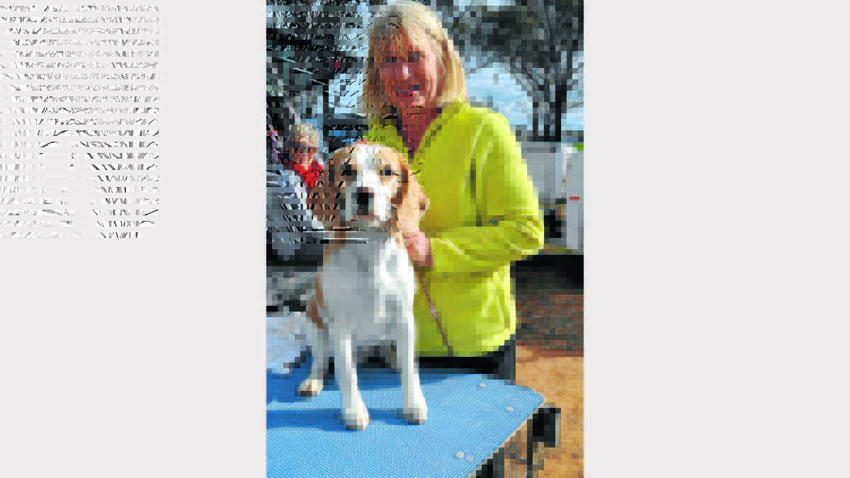 Posh the Beagle was ready to get in the ring at the Peak Hill Dog Show with her owner, Bronnie Ivill from Canberra.