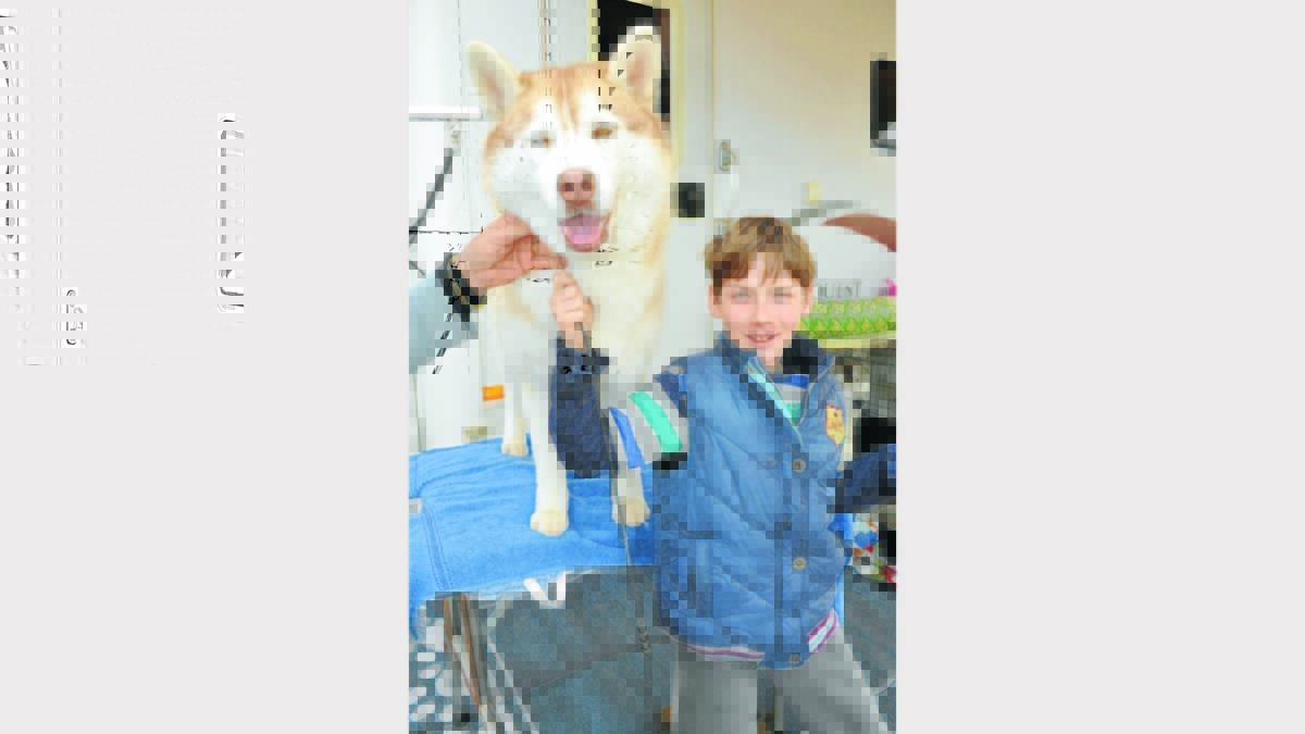 Siberian Husky, Jazz and her master, Christian Yate (7) from Boa Mountain, got ready for the ring. 